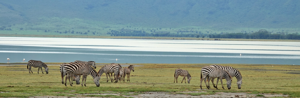 Kilimanjaro Airport – Arusha
抵達坦尚尼亞吉力馬札羅國際機場後,英文專業導遊及中文領隊將親自迎接您。隨後展開第一段陸地旅程,前往Lake Burunge,鄰近 Tarangire 國家公園,周圍環繞湖泊、草原與猴麵包樹景觀,讓您從旅程第一晚便開始感受坦尚尼亞北部的自然氣息,準備迎接接下來充滿野性的每一天。