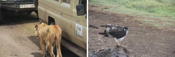 早餐後出發前往世界自然遺產 Ngorongoro 火山口,深入火山口底部展開全天遊獵,有機會見到非洲五霸與大量草食動物。