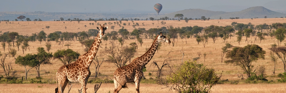 抵達 Kilimanjaro > Arusha
抵達坦尚尼亞後,專人接機前往Arusha 市區。
今日安排輕鬆入住與休息,讓身體適應海拔與時差,為草原旅程做準備。