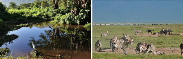 恩戈羅恩戈羅保護區-塞倫蓋提國家公園
清晨將進入恩戈羅恩戈羅火山口,開始第一次的Safari,這裡每平方公里動物數量非常豐富。一整個上午,在恩戈羅恩戈羅火山口內進行野生動物探索之旅。下午前往中部塞倫蓋蒂國家公園。