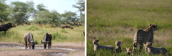 Serengeti National Park
追尋遷徙大軍的腳步,跟隨動物遷徙的路線深入塞倫蓋蒂大草原,成千上萬頭牛羚與斑馬在草原上聚集、移動,形成壯觀的生命洪流,見證大遷徙的震撼場面。這裡沒有圍欄,也沒有界線,只有最原始的自然法則不斷上演,讓您親身見證世界最大規模陸地遷徙的震撼與感動。
