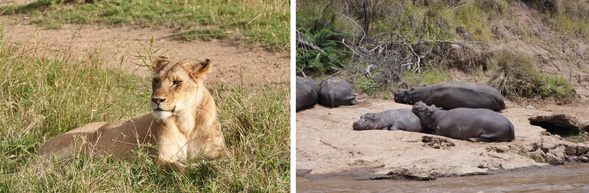 Serengeti 國家公園
今日的節奏將依動物活動狀況靈活調整,或追蹤獅群動線,或停駐在一處安靜草坡,等待悄然現身的花豹剪影。中午可選擇返回營地午休,傍晚再出發進行一場日落遊獵,捕捉非洲草原在金黃斜陽下的靜謐與魔幻。