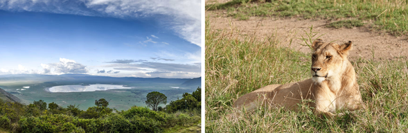 Ngorongoro → Serengeti
清晨下火山口進行 Safari。Ngorongoro 被稱為「非洲的伊甸園」,
廣闊的火山口底部孕育豐富生態,常有機會看到獅子、象群、水牛甚至黑犀牛,下午前往塞倫蓋提國家公園。