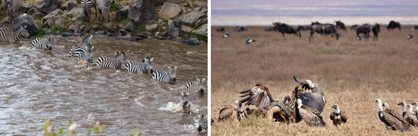 全天安排遊獵車行動,依動物遷徙節奏深入不同渡河點,靜靜守候成千上萬頭角馬與斑馬跨越 Mara 河的壯觀畫面。有時可能一整天都在等待,只為那短短幾分鐘的驚心動魄。