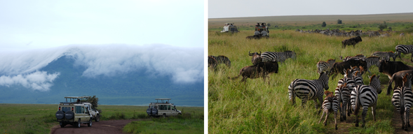 塔蘭吉雷國家公園・Ngorongoro 保護區
清晨將展開本段旅程最後一次於塔蘭吉雷國家公園的遊獵,感受塔蘭吉雷獨有的壯闊草原風景,以及成群大象與猴麵包樹交織而成的經典非洲景色。午餐後前往恩戈羅恩戈羅保護區,今晚入住火山口邊緣飯店,好好休息、養精蓄銳。明天將深入被譽為「非洲伊甸園」的恩戈羅恩戈羅火山口,展開一場令人期待的野生動物探索之旅。