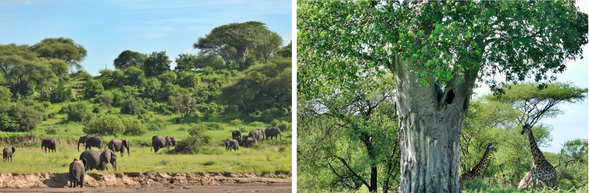 今日將進入以「大象王國」聞名的塔蘭吉雷國家公園,展開整日 Safari。乾季時可見數百頭大象聚集在河谷邊,猴麵包樹與稀樹草原交織成最經典的非洲景致。沿途還有機會觀賞長頸鹿、斑馬、角馬、水牛、獅子與多樣鳥類。