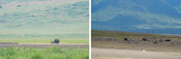 塔蘭吉雷國家公園・Ngorongoro 保護區
清晨將展開本段旅程最後一次於塔蘭吉雷國家公園的遊獵,感受塔蘭吉雷獨有的壯闊草原風景,以及成群大象與猴麵包樹交織而成的經典非洲景色。午餐後前往恩戈羅恩戈羅保護區,今晚入住火山口邊緣飯店,好好休息、養精蓄銳。明天將深入被譽為「非洲伊甸園」的恩戈羅恩戈羅火山口,展開一場令人期待的野生動物探索之旅。