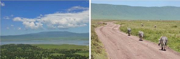 恩戈羅恩戈羅火山口 > 塞倫蓋提國家公園
清晨,我們將參觀非洲的自然奇觀之一-恩戈羅恩戈羅火山口,這裡每平方公里動物數量非常豐富,我們將駕車行駛於由恩戈羅恩戈羅高原的海拔變化所形成的微型棲息地中。一整個上午,在恩戈羅恩戈羅火山口內進行野生動物觀賞,下午前往南部塞倫蓋蒂國家公園。