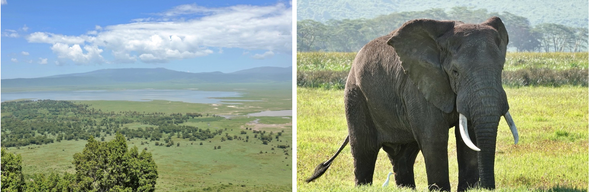 今日,我們將前往世界自然遺產——恩戈羅恩戈羅火山口。這座火山口是全球最大的完整火山凹地之一,被譽為「非洲伊甸園」,地勢封閉、資源豐富,使得大量野生動物終年棲息於此。