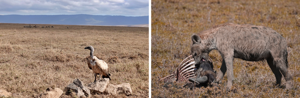 走進火山口深處 > 踏入塞倫蓋提草原
清晨整裝出發,今日將踏入傳說中的恩戈羅恩戈羅火山口—這片三百萬年前火山爆發後形成的穹谷,如今成為超過 25,000 頭野生動物的家園。
在這片地勢封閉、如自然盆地般的環境中,你將有機會近距離觀察獅子、斑馬、黑犀牛與各種草食動物的自然行動,感受「非洲伊甸園」的生命力流動。
中午結束火山口遊獵後,隨即驅車轉往壯闊無垠的塞倫蓋提國家公園中部地區。一路從起伏山丘過渡至金黃草原,沿途不乏驚喜出現,獵豹、長頸鹿、角馬與斑馬隨時可能出現在你眼前—這段移動旅程,本身就是一場Safari式冒險。