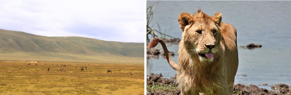 吃過早餐後,我們將驅車離開阿魯沙,往西行進,沿途穿越坦尚尼亞的農村與起伏山丘,逐步接近舉世聞名的恩戈羅恩戈羅保護區。這是一段節奏溫和但風景豐富的過渡日,也是你逐步調整心境、進入野地節奏的第一哩路。