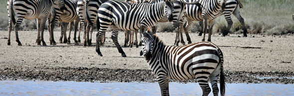 機場-塔蘭吉雷國家公園
抵達坦尚尼亞在吉力馬札羅國際機場,英文專業導遊及中文領隊將親自迎接您,隨後展開第一段陸地旅程,將前往塔蘭吉雷國家公園。好好休息、調整時差,迎接接下來充滿野性魅力的每一天。