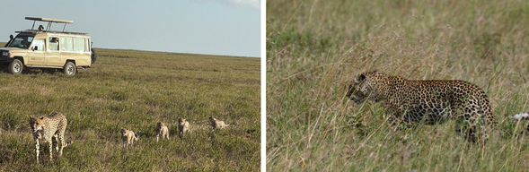 Serengeti National Park - Lake Manyara
今天將慢慢告別壯闊的 塞倫蓋提國家公園。將展開陸路移動,這是旅程中路程較長的一天,沿途景色從廣闊草原逐漸轉變為高原與農村景觀,感受坦尚尼亞不同面貌的自然風光。因此我們特別安排入住曼亞拉湖畔,綠意圍繞、氣氛寧靜,為這趟旅程的尾聲換上一種更緩慢的步調。