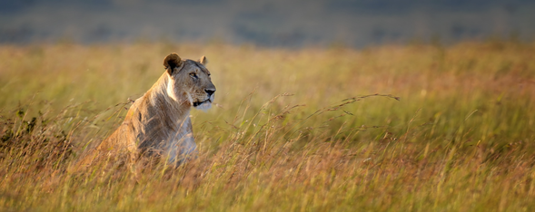 塞倫蓋提國家公園 > 回程
早餐後,前往塞羅內拉機場,飛往阿魯沙,前往吉力馬札羅機場。
結束我們Safari的服務, 但這絕對不是要跟您說見面,珍藏您在狩獵日子的美好時刻,期待下次再和你,一起回到這片讓人心動的大地。