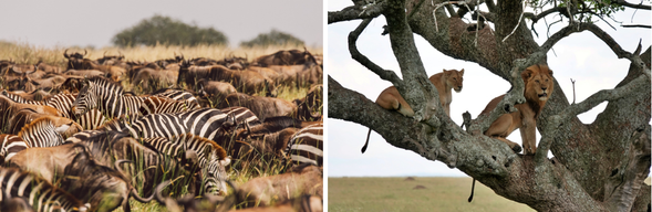 穿越大草原,前往塞倫蓋提北部|追尋遷徙的足跡
今日將由塞倫蓋提中部出發,向北挺進至靠近馬拉河的遷徙路徑地帶。這段移動不僅是地理上的轉換,更是追逐生命洪流的一環—你正在靠近非洲動物大遷徙的核心舞台。
一路穿行於壯闊草原,沿途將有機會目睹角馬、斑馬、蹬羚等大型群體在原野上移動的景象,偶爾也會驚鴻一瞥獅群或獵豹潛伏的身影。
傍晚抵達氛圍寧靜的 Nyikani Migration Camp,這裡距馬拉河不遠,是觀察遷徙渡河行為的絕佳據點。
今晚在野外星空下入眠,準備迎接可能震撼心靈的隔日渡河奇景。