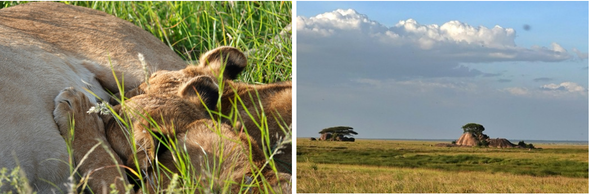 塞倫蓋提國家公園
今天一整天,我們將會前往在塞倫蓋提國家公園遊獵,草原上滿是剛出生的小動物,每年1-3月是塞倫蓋蒂南部生態系統最大規模動物遷徙的高峰期之一
