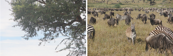 今日安排全天野生動物觀察,探索 Grumeti 河流域地區,這裡是角馬與斑馬渡河前的重要聚集地。大群動物會在草原中移動、飲水、奔逃,是經典非洲大遷徙的代表場景。可能見到花豹藏匿在樹上、鱷魚潛伏在水中,生態張力十足。