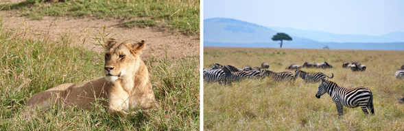 Northern Serengeti
今日將進入塞倫蓋提國家公園北部,來到馬拉河流域,這裡正是動物大遷徙最震撼的舞台。我們將靜候牛羚與斑馬群聚集於河岸,親眼見證他們鼓起勇氣躍入河中的壯闊場景。 每一次渡河都是一場生死考驗:河裡潛伏的鱷魚、河岸覬覦的獅子與豹,都讓氣氛充滿張力。