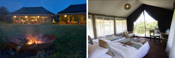 🛏️住宿:Nyikani Migration Camp Ndutu
位於 Ndutu 的移動式的帳篷營地。這裡正是牛羚產寶寶季的核心區域,每一天都能見證新生命誕生與掠食者的真實草原劇場。