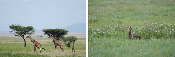 Serengeti National Park - Lake Manyara
今天將慢慢告別壯闊的 塞倫蓋提國家公園。將展開陸路移動,這是旅程中路程較長的一天,沿途景色從廣闊草原逐漸轉變為高原與農村景觀,感受坦尚尼亞不同面貌的自然風光。因此我們特別安排入住曼亞拉湖畔,綠意圍繞、氣氛寧靜,為這趟旅程的尾聲換上一種更緩慢的步調。
