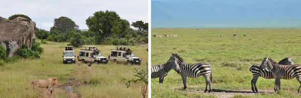 Arusha → Ngorongoro
早餐後出發前往 Ngorongoro 保護區,沿途可欣賞坦尚尼亞高地風景。
下午抵達後入住 Meliá Ngorongoro,飯店位於火山口高地,視野開闊、氣候涼爽。
傍晚在高地的寧靜氛圍中休息,迎接隔日的火山口 Safari。