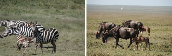 今日,我們將於 Ndutu,親眼見證草原上牛羚產仔的季節奇蹟,感受新生命誕生的震撼時刻。在這片翠綠的草原上,每天都有成千上萬隻牛羚迎接新生,無數小牛羚在母親的守護下學習站立、奔跑。
