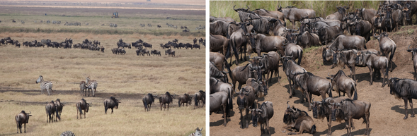 Serengeti 國家公園
全天守候在馬拉河等待渡河,感受草原最震撼的生命場景。動物是否過河往往取決於天氣、水位與族群移動的時機,每一次等待都充滿未知與期待