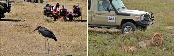 恩戈羅恩戈羅火山口 > 塞倫蓋提國家公園
穿越高地草原,前往塞倫蓋提中部
今天將離開恩戈羅恩戈羅的火山高原,一路駛向傳奇般的 塞倫蓋提國家公園(Serengeti National Park)中部地區。
途中景觀不斷變化,從森林丘陵逐漸轉為無垠草原,野生動物的身影也漸漸頻繁地出現在車窗之外—長頸鹿優雅踱步、斑馬成群穿越,角馬奔馳掀起塵土。
這是一條從文明邊界走向荒野心臟的旅程。
傍晚抵達隱身於草原間的 Singing Grass Camp,在這座與大自然融為一體的帳篷營地中,聆聽風吹草動、星河低語,準備迎接明日更深層的探索。