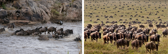 追尋渡河奇蹟|大遷徙現場 Safari
今日將是本次旅程的高光時刻之一——清晨出發,前往 馬拉河(Mara River) 沿岸守候,等待大自然壯觀的一刻:角馬渡河(Wildebeest Crossing)。
數萬頭角馬與斑馬聚集在河岸,緊張觀察對岸動靜,當其中一頭先行踏入,整個群體隨即掀起塵土與水花,與河中的鱷魚進行生與死的搏鬥。這是一場原始本能的展演,是非洲草原最震撼的景象之一。
午後可選擇返回營地休息,或繼續在北部草原展開更多探索。今晚圍坐營火旁,與旅伴分享今日親歷自然奇觀的激動時刻。