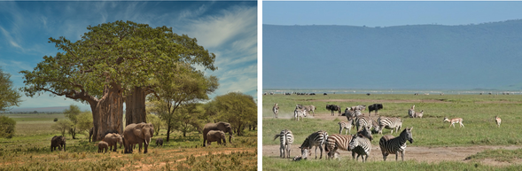 Tarangire > Ngorongoro
早上將繼續在 Tarangire 進行 Safari。清晨的草原是一天之中最有生命力的時刻,動物開始覓食與移動,掠食者也可能仍在活動。乾季時動物多聚集於 Tarangire River 。清晨光線柔和、氣溫舒適,是觀察象群與各種草食動物的最佳時機之一。午餐後前往 Ngorongoro 火山口地區