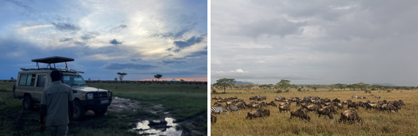 塞倫蓋提國家公園
展開我們在塞倫蓋提草原上的第二天遊獵。
與第一天的探索相比,今天的節奏更加沈穩、深入——我們將有更多時間停留在動物熱點附近,觀察牠們的行為模式,等待那個屬於你的「動物瞬間」。今天我們也將根據導遊與嚮導的現場追蹤,靈活調整路線,尋找可能的獵捕行動、掠食者出沒、或更壯觀的動物聚集區。