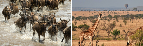 視動物動態與天氣安排上午或全天 Game Drive,捕捉最後的遷徙畫面。這天也是旅程中最自由的一天,可選擇休息、整理照片、或再次出發追蹤你最難忘的動物場景。