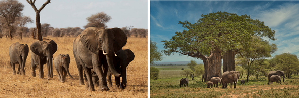 Arusha → Tarangire 國家公園
前往 Tarangire National Park 這裡以巨大象群與猴麵包樹聞名,是坦尚尼亞經典草原風景之一,展開首次 Game Drive