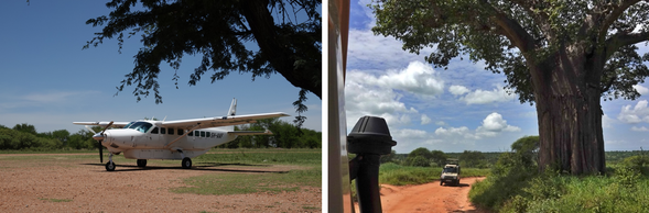 抵達吉力馬札羅機場 > Tarangire國家公園
抵達吉力馬札羅國際機場後,展開 Safari 旅程,前往 Tarangire 國家公園。
Tarangire 以巨大的象群與猴麵包樹構成的草原景觀聞名。是一個非常適合作為 Safari 起點、慢慢進入非洲草原節奏的國家公園。