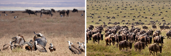 塞倫蓋提國家公園 (北部)
前往馬拉河沿岸守候牛羚過河的一刻。 數萬頭角馬與斑馬聚集在河岸觀望,等待那頭率先踏入激流的領頭者,一旦行動展開,塵土飛揚、水花四濺,場面震撼無比。你將有機會見證動物為生存穿越天險、對抗鱷魚的壯烈瞬間。