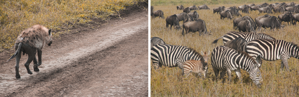 從草原南端返回中部心臟地帶|移動中的Safari探索
今日我們將沿著動物遷徙走廊,從南部地區返回 塞倫蓋提中部,展開一段充滿驚喜的「移動式遊獵」。這段路途中仍可能邂逅大型草食群如斑馬、角馬、長頸鹿穿越草原,而獅群與獵豹也常於乾季早晨活躍於低草區中。
這是一趟沒有圍欄的原始旅程,每一公里都有可能是故事的開始。中午將於指定地點享用簡便野餐,午後抵達今晚的住宿地點。