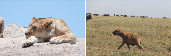 早餐後離開東部草原,沿著遷徙路線一路向西。途中展開 Game Drive,穿越大批草食動物活動熱區,是捕捉斑馬、角馬、長頸鹿與各種掠食者互動的黃金時段。午後抵達 Lahia 營地,傍晚可在山頂觀賞壯麗日落與遠方動物剪影。