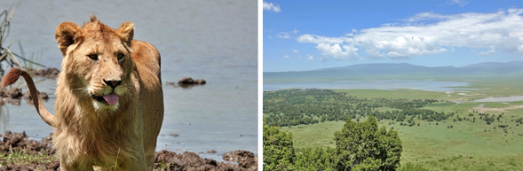 Ngorongoro 保護區・Ndutu 保護區
今天將深入 Ngorongoro 火⼭⼝ 展開 Safari。這座直徑約20 公⾥的巨⼤火⼭⼝,被譽為世界上最完整的野⽣動物棲息地之⼀。
下午結束Safari後,前往 Ndutu 保護區。Ndutu位於塞倫蓋提南部,是每年動物⼤遷徙的重要區域之⼀,廣闊的草原與湖泊吸引⼤量⽜羚與斑⾺聚集,也讓獅⼦、獵豹與鬣狗等掠食者在此活動頻繁。