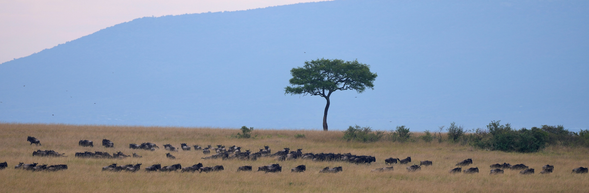 塞倫蓋提國家公園 > 回程
早餐後,將搭乘草原飛機飛回 Arusha,準備返程回台灣。從空中再次俯瞰塞倫蓋提廣闊的草原,為這趟旅程畫下美好的句點。這一趟 Safari 之旅不是說再見,而是期待未來再次相遇;當草原再次呼喚時,也許我們會在非洲再度相遇