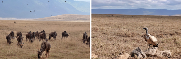 恩戈羅恩戈羅保護區-塞倫蓋提國家公園
清晨將進入恩戈羅恩戈羅火山口,開始第一次的Safari,這裡每平方公里動物數量非常豐富。一整個上午,在恩戈羅恩戈羅火山口內進行野生動物探索之旅。下午前往中部塞倫蓋蒂國家公園。