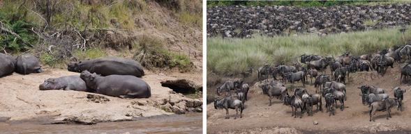 Serengeti 國家公園
全天守候在馬拉河等待渡河,感受草原最震撼的生命場景。動物是否過河往往取決於天氣、水位與族群移動的時機,每一次等待都充滿未知與期待