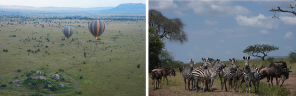 Serengeti National Park
今天清晨可自費參加 塞倫蓋提熱氣球體驗。搭乘熱氣球緩緩升空,從高空俯瞰遼闊無垠的塞倫蓋提草原,在日出時分欣賞草原被金色光線覆蓋的壯麗景色。參加熱氣球的旅客在活動結束後,將返回飯店與其他團員會合,繼續在 塞倫蓋提國家公園 展開 Safari,尋找獅子、大象、等野生動物的蹤跡。