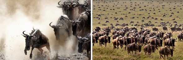 早餐後啟程,沿途穿越草原向北,進入壯麗的 Mara River 區域——這裡是觀察角馬「跳水過河」的最佳位置。抵達後可安排午後 Game Drive,初探動物遷徙的動態與周邊獵食者的行蹤。