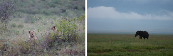 塔蘭吉雷國家公園・Ngorongoro 保護區
清晨將展開本段旅程最後一次於塔蘭吉雷國家公園的遊獵,感受塔蘭吉雷獨有的壯闊草原風景,以及成群大象與猴麵包樹交織而成的經典非洲景色。午餐後前往恩戈羅恩戈羅保護區,今晚入住火山口邊緣飯店,好好休息、養精蓄銳。明天將深入被譽為「非洲伊甸園」的恩戈羅恩戈羅火山口,展開一場令人期待的野生動物探索之旅。