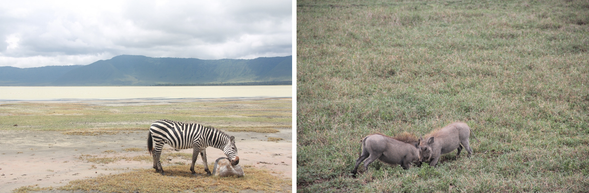深入恩戈羅恩戈羅火山口 >駛向塞倫蓋提中部
清晨啟程,搭乘四輪驅動車進入世界自然遺產—恩戈羅恩戈羅火山口,展開今日的第一場野地探險。
這座三百萬年前形成的巨大火山遺跡,如今孕育著超過 25,000 頭野生動物,被譽為非洲的伊甸園。你將有機會近距離觀察野生動物,在這片封閉穹谷中的生態互動。
結束火山口遊獵後,隨即驅車前往傳奇的 塞倫蓋提國家公園中部地區。沿途景色逐漸從火山高原轉為廣袤草原,途中仍有機會邂逅斑馬群與獵豹的身影,整段車程本身就是一場「移動中的 Safari」。