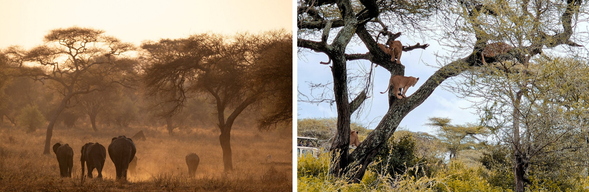 掠食者之地|北部草原深度遊獵
清晨天色未亮,我們再次出發,展開黎明時段的 Safari。這是獅子、獵豹、花豹等掠食者最活躍的時刻,若幸運,將能見到牠們伏擊、巡邏、甚至獵食的瞬間。
今日節奏將依動物活動狀況靈活調整,或追蹤獅群動線,或靜靜守候花豹現身於密林邊。中午回營地休息,傍晚進行一場日落遊獵,在金黃草原下為這段旅程畫下濃烈的一筆。