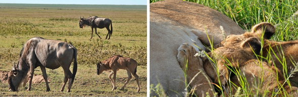 Ndutu 保護區
展開全天於 Ndutu 保護區的 Safari。這片位於塞倫蓋提南部的廣闊草原,是動物⼤遷徙的重要舞台之⼀,也是⽜羚與斑⾺迎接新⽣命誕⽣的地⽅。每年約在 1–3 ⽉ 之間,⼤量⽜羚與斑⾺會聚集於此產下幼仔,短短幾週內便有數⼗萬隻⼩⾓⾺在草原上出⽣,形成壯觀的⽣命景象。
隨著新⽣命的出現,獅⼦、獵豹與鬣狗等掠食者也變得⼗分活躍,草原上的捕食與⽣存故事不斷上演,完整呈現出非洲草原最真實⽽震撼的⽣命循環。