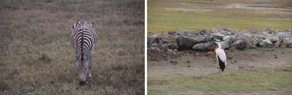 早餐後驅車進入世界遺產 Ngorongoro Crater,展開一整天火山口 Safari,有機會見到非洲五霸。傍晚前往塞倫蓋堤中部,準備迎接草原探險。