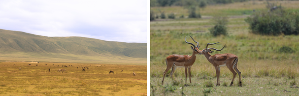 Ngorongoro 保護區・塞倫蓋提國家公園
清晨將進入恩戈羅恩戈羅火山口,展開今日精彩的 Safari 探索。這座直徑約 20 公里的巨大火山口,被譽為世界上最完整的野生動物棲息地之一,孕育著獅子、大象、斑馬、羚羊等豐富野生動物。下午離開火山口後,將一路前往中部塞倫蓋蒂國家公園,準備迎接更遼闊壯觀的草原旅程。