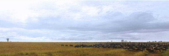 前往吉力馬札羅國際機場
早餐後,將搭乘草原飛機,回到阿魯沙市區,享受美好的午餐後,準備搭乘前往吉力馬札羅國際機場的航班。 雖然這是我們此次 Safari 的結束,但這絕對不是要跟您說見面,珍藏您在狩獵日子的美好時刻,期待下次再和你,一起回到這片讓人心動的大地。